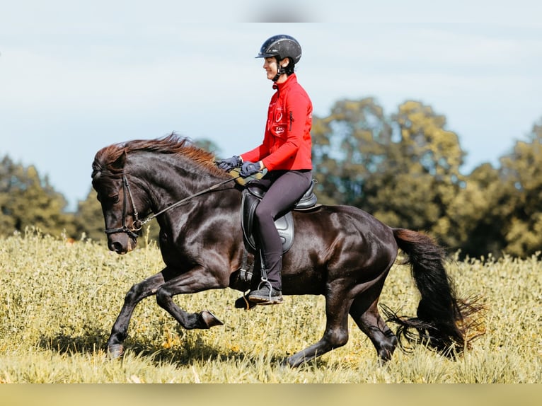 Islandais Étalon 6 Ans 146 cm Noir in Taufkirchen an der Trattnach