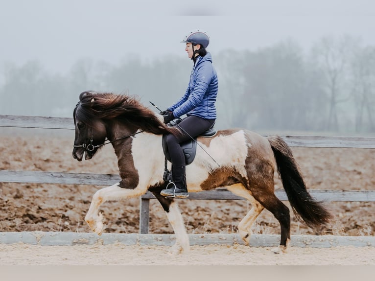 Islandais Étalon 6 Ans 150 cm Pinto in Taufkirchen an der Trattnach