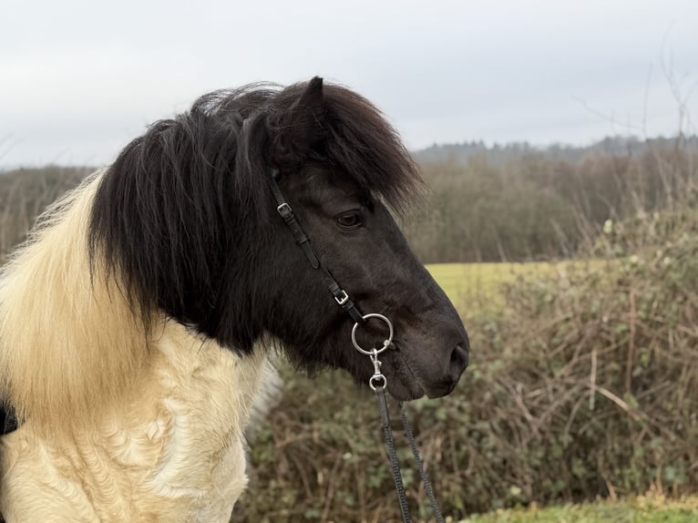 Islandais Étalon 7 Ans 134 cm Pinto in Bad Honnef