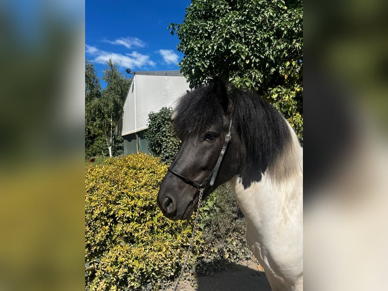Islandais Étalon 7 Ans 134 cm Pinto in Bad Honnef