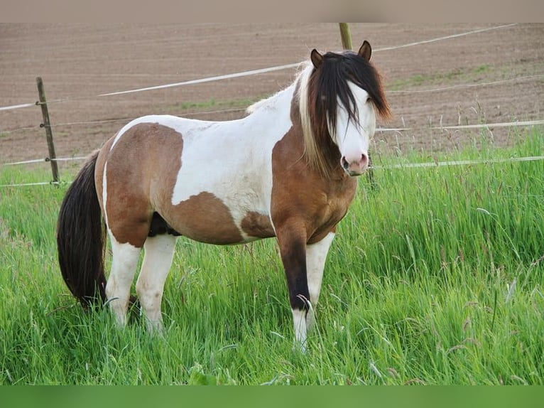 Islandais Étalon 8 Ans 137 cm Pinto in Saarland
