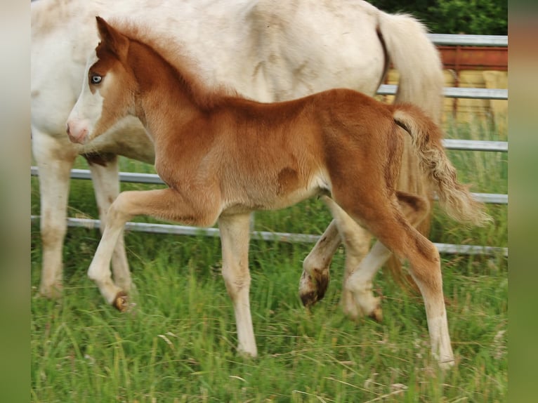 Islandais Étalon 8 Ans 137 cm Pinto in Saarland