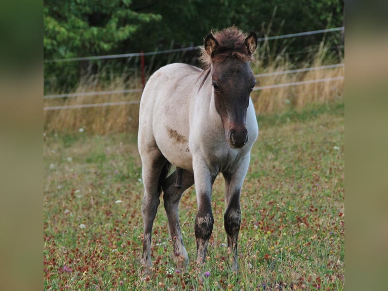 Islandais Étalon 8 Ans 137 cm Pinto in Saarland