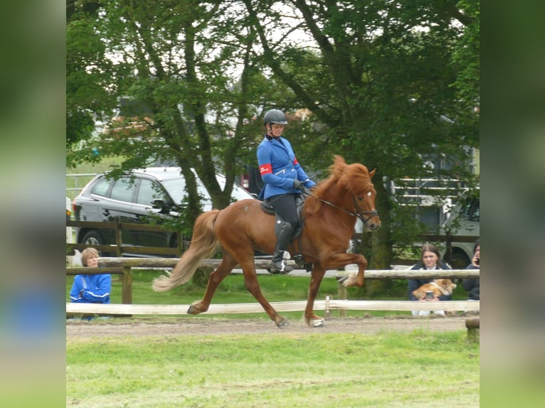 Islandais Étalon Alezan in Euskirchen