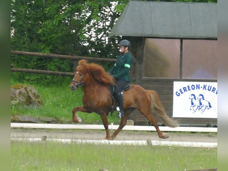 Islandais Étalon Alezan in Euskirchen