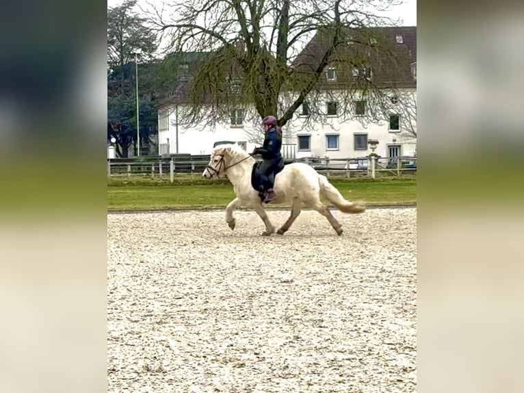 Islandais Étalon Palomino in Zweibrücken