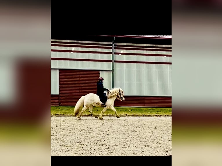 Islandais Étalon Palomino in Zweibrücken