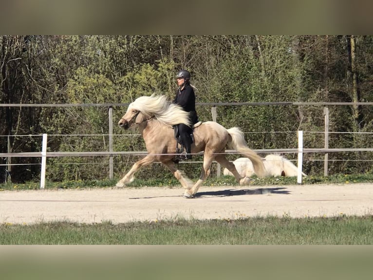 Islandais Étalon Palomino in Lochen am See