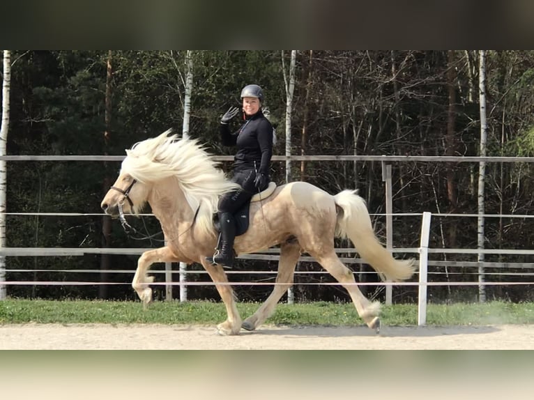 Islandais Étalon Palomino in Lochen am See