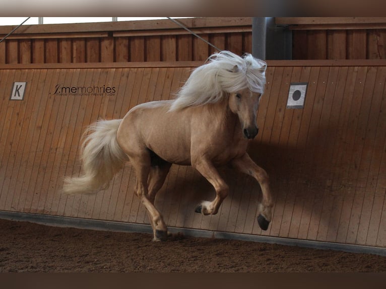 Islandais Étalon Palomino in Lochen am See