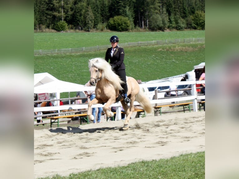 Islandais Étalon Palomino in Lochen am See