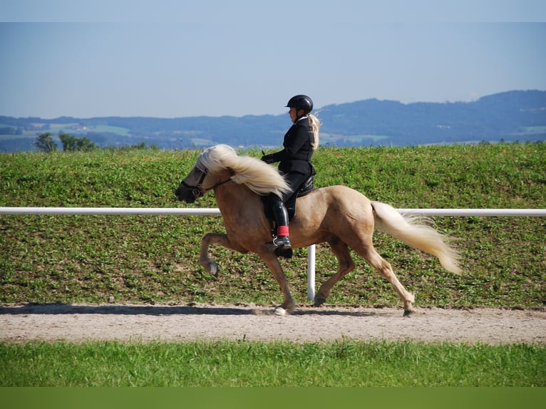 Islandais Étalon Palomino in Lochen am See