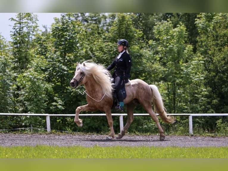 Islandais Étalon Palomino in Lochen am See