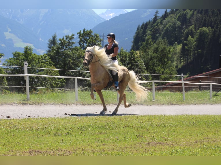 Islandais Étalon Palomino in Lochen am See