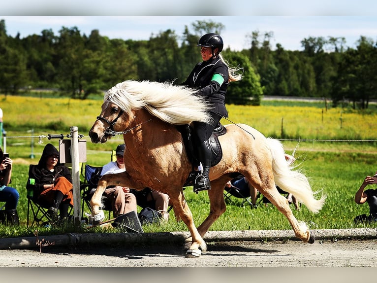 Islandais Étalon Palomino in Lochen am See