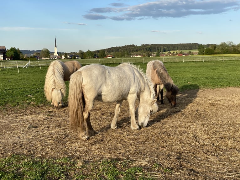 Islandais Étalon Palomino in Lochen am See