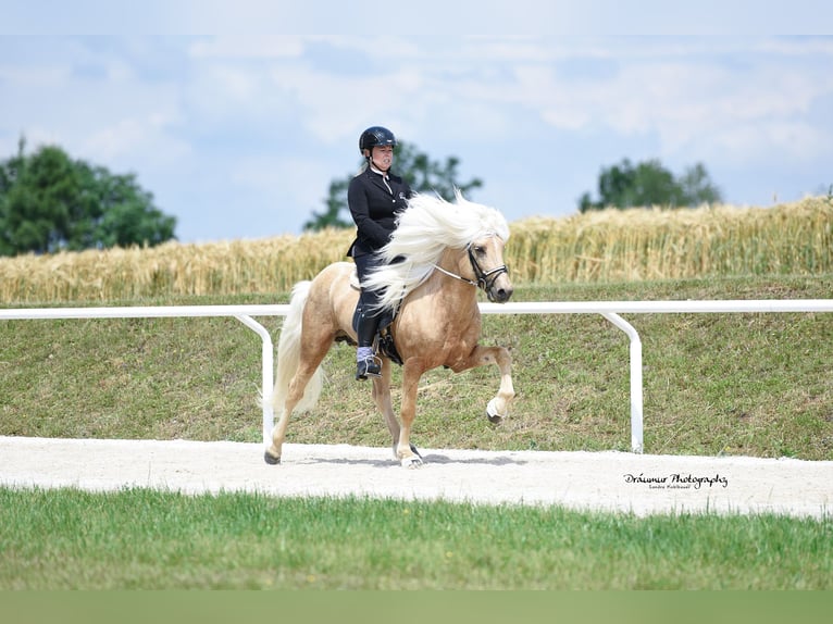 Islandais Étalon Palomino in Lochen am See