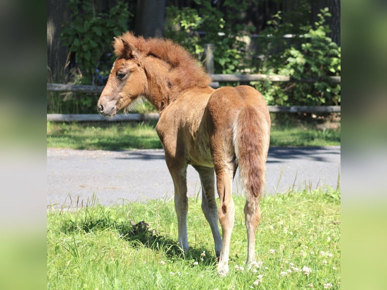 Islandais Étalon Poulain (04/2024) 138 cm Alezan brûlé in Soltau