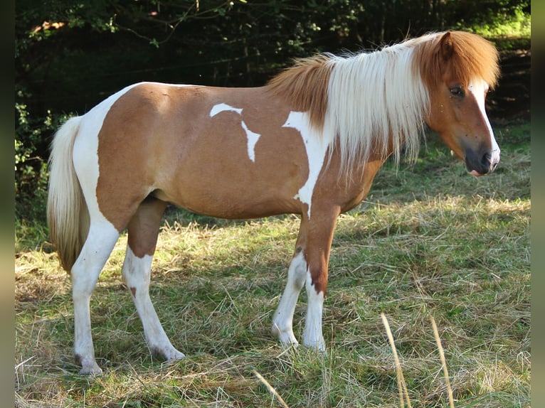 Islandais Étalon Poulain (05/2026) 140 cm Blanc in Saarland