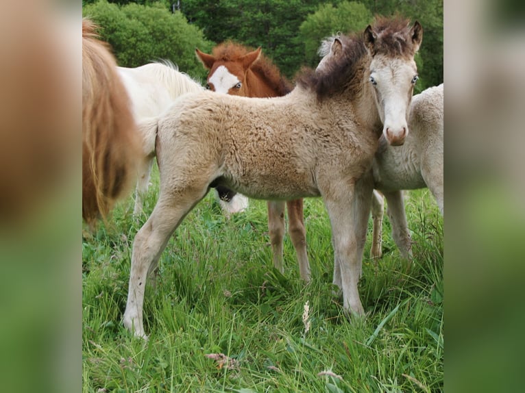 Islandais Étalon  140 cm Buckskin in Saarland
