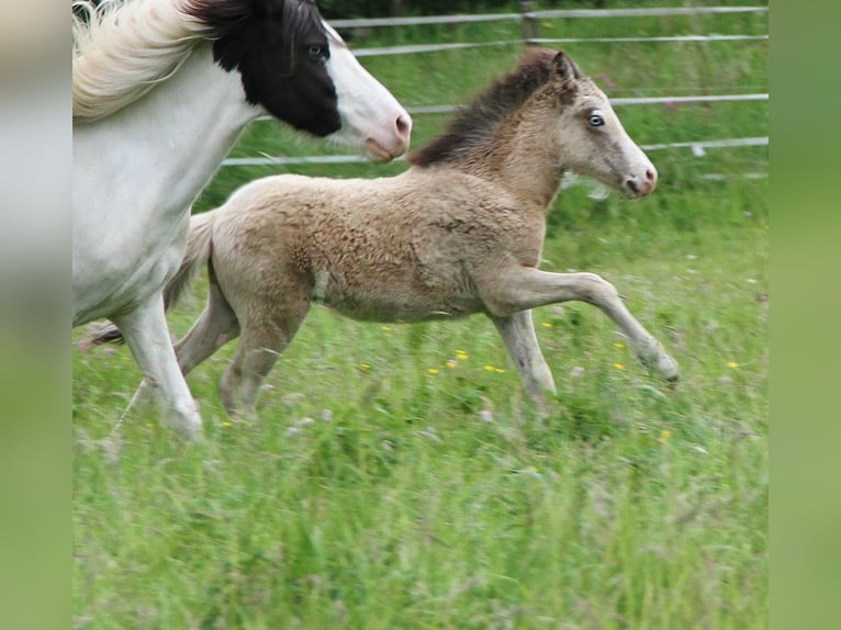 Islandais Étalon  140 cm Buckskin in Saarland