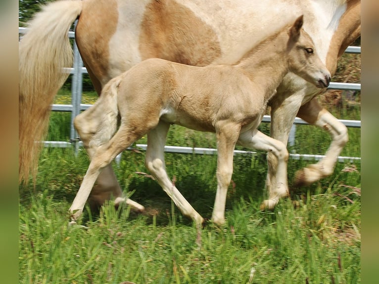 Islandais Étalon Poulain (04/2026) 140 cm Palomino in Saarland