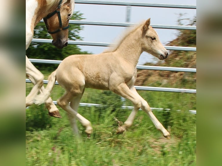 Islandais Étalon Poulain (04/2026) 140 cm Palomino in Saarland