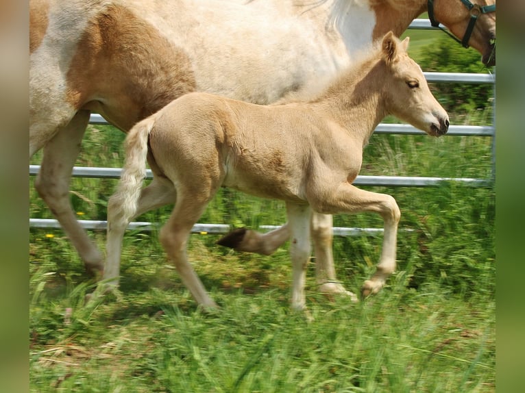 Islandais Étalon Poulain (04/2026) 140 cm Palomino in Saarland