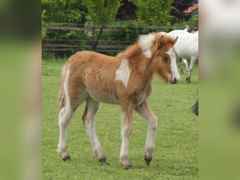 Islandais Étalon Poulain (03/2024) 140 cm Pinto in Winterswijk kotten