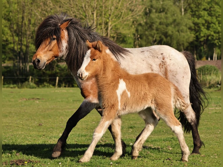 Islandais Étalon Poulain (03/2024) 140 cm Pinto in Winterswijk kotten