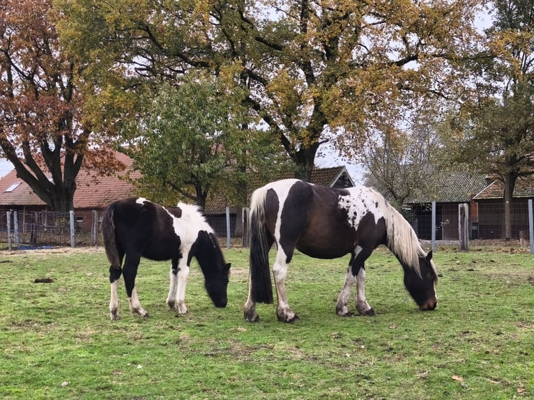 Islandais Croisé Étalon Poulain (05/2025) 140 cm Pinto in Fresenburg