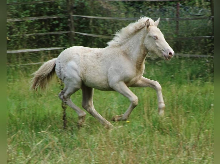 Islandais Étalon Poulain (05/2024) 142 cm Perlino in Saarland