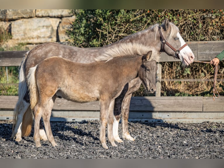 Islandais Étalon Poulain (01/2026) 143 cm  in Aichtal