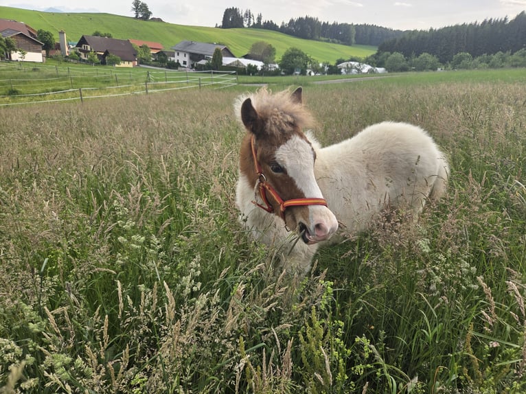 Islandais Croisé Étalon Poulain (03/2026) 145 cm Pinto in Salzburg