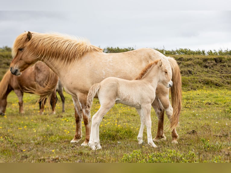 Islandais Étalon  Alezan dun in Hvolsv&#xF6;llur
