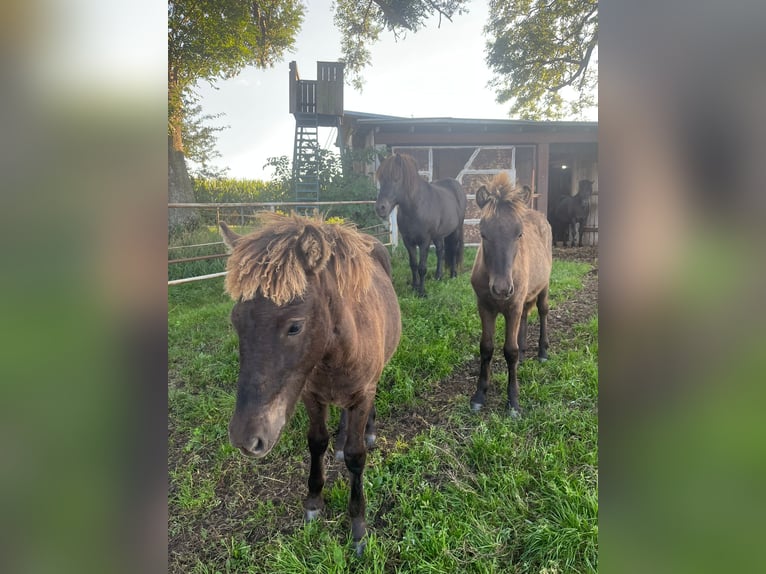 Islandais Étalon Poulain (04/2025) Bai brun in Loitz