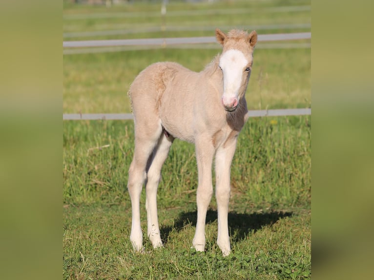 Islandais Étalon Poulain (01/2025) in P&#xF6;ttmes