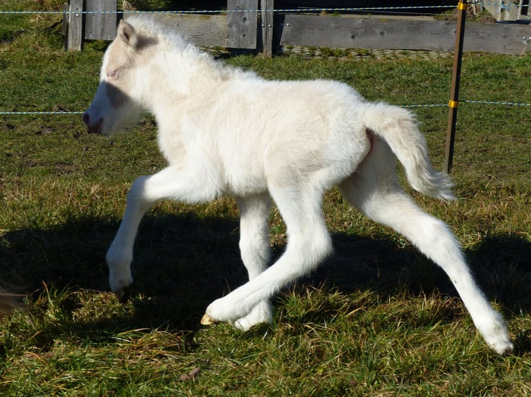 Islandais Étalon Poulain (01/2026) Perlino in Markt Wald