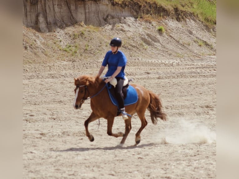 Islandais Hongre 10 Ans 135 cm Alezan in Kleve
