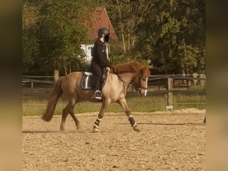 Islandais Hongre 10 Ans 135 cm Alezan in Kleve