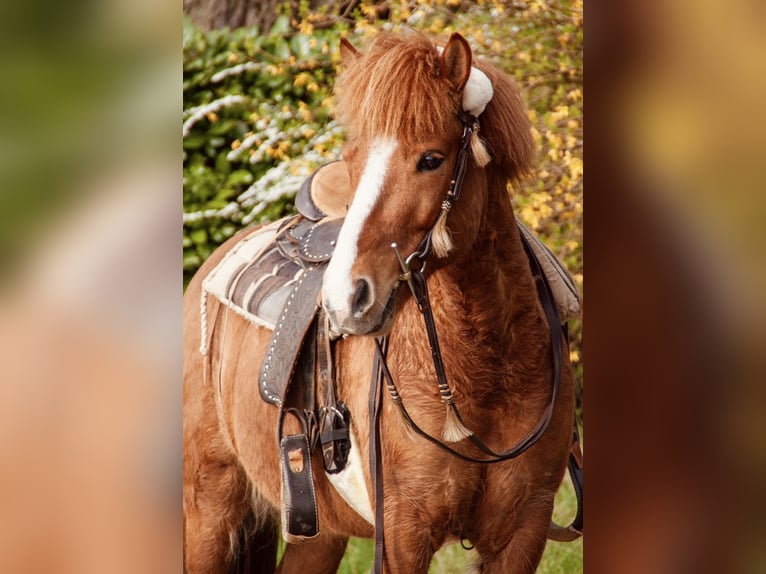 Islandais Hongre 10 Ans 135 cm Alezan in Kleve
