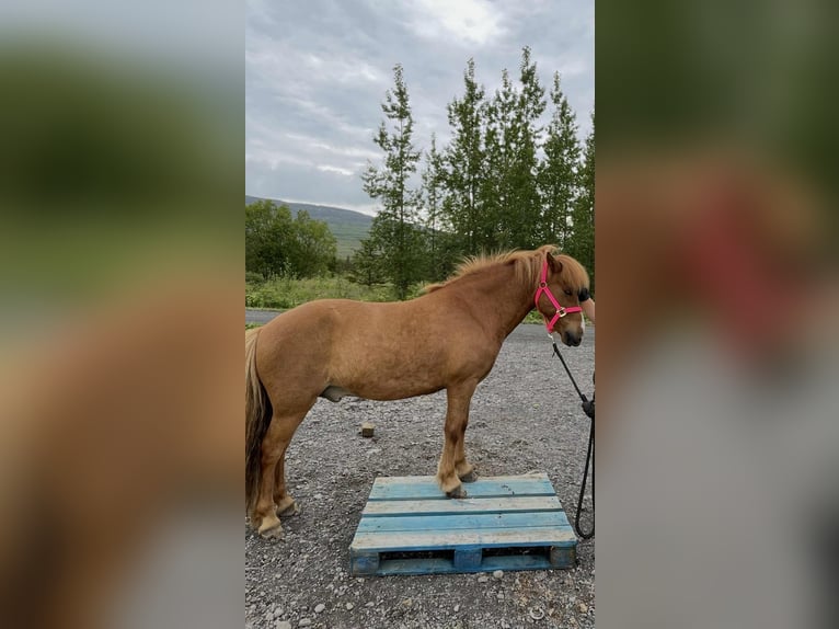 Islandais Hongre 10 Ans 138 cm Alezan in Akureyri