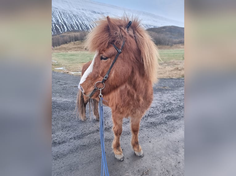 Islandais Hongre 10 Ans 138 cm Alezan in Akureyri