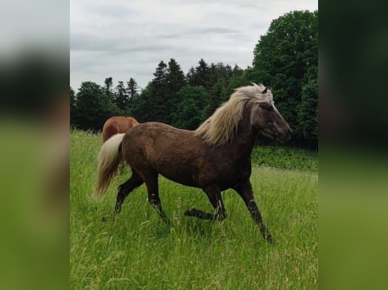 Islandais Hongre 10 Ans 138 cm Bai brun in Röthenbach/Allg.