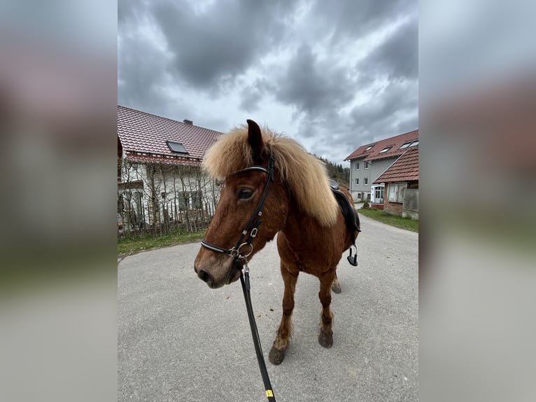 Islandais Hongre 10 Ans 140 cm Alezan in Steinau an der Straße