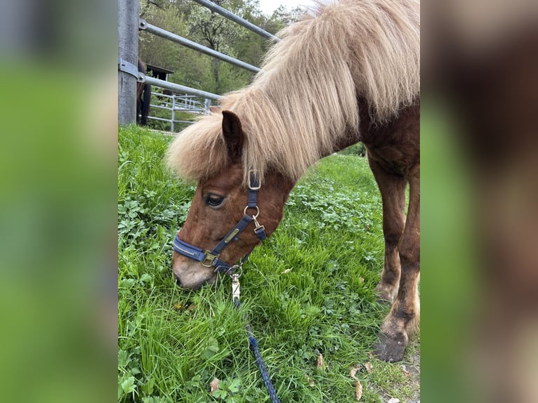 Islandais Hongre 10 Ans 140 cm Alezan in Steinau an der Straße