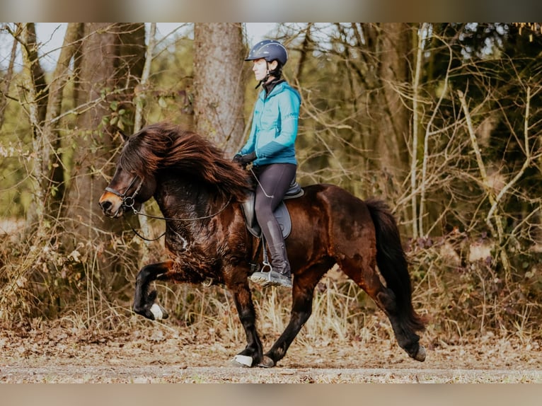 Islandais Hongre 10 Ans 140 cm Bai in Taufkirchen an der Trattnach