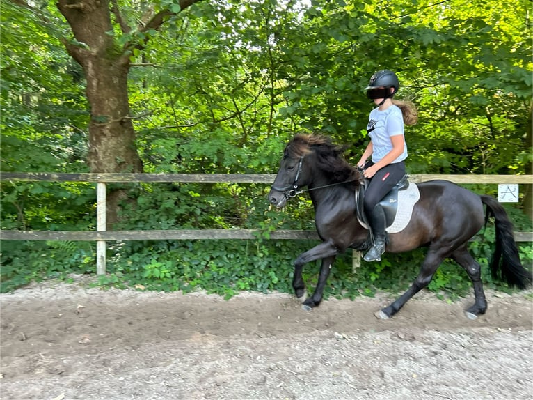 Islandais Croisé Hongre 10 Ans 140 cm in Oelixdorf