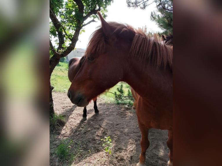Islandais Croisé Hongre 10 Ans 140 cm in Claret