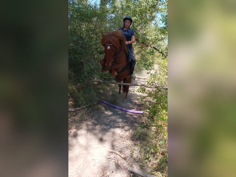 Islandais Croisé Hongre 10 Ans 140 cm in Claret